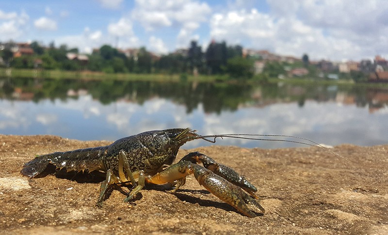 μαρμάρινη καραβίδα