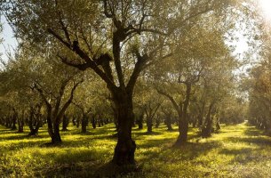 Η Costa Navarino για την εξάλειψη των δασικών πυρκαγιών