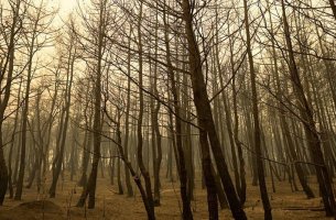 Τι υποστηρίζει το Υπουργείο Περιβάλλοντος για τα έργα αναδάσωσης στη Βόρεια Εύβοια