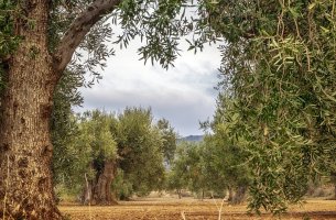 Πώς τα ακραία καιρικά φαινόμενα έπληξαν τις σοδειές της Ευρώπης