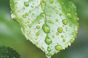 COP16: Δεσμεύσεις για την προστασία της φύσης μετά την ολοκλήρωση της Συνόδου