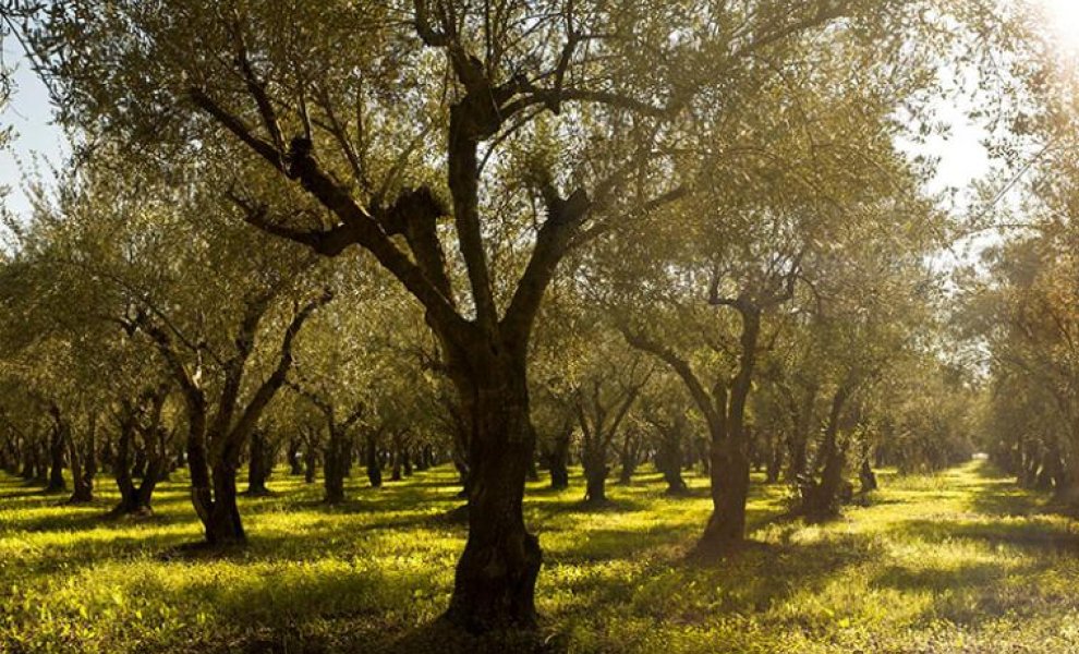 Η Costa Navarino για την εξάλειψη των δασικών πυρκαγιών