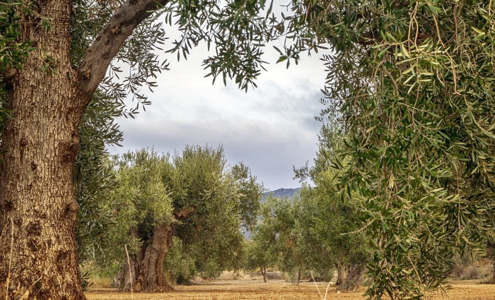 Πώς τα ακραία καιρικά φαινόμενα έπληξαν τις σοδειές της Ευρώπης