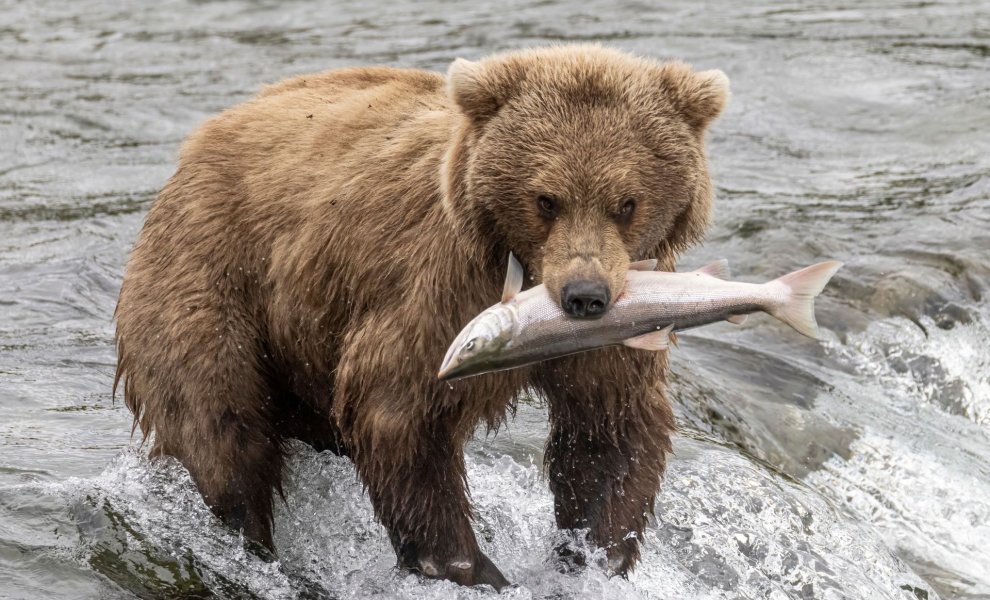 WWF: Οι πληθυσμοί της άγριας πανίδας έχουν μειωθεί κατά 73% την τελευταία 50ετία