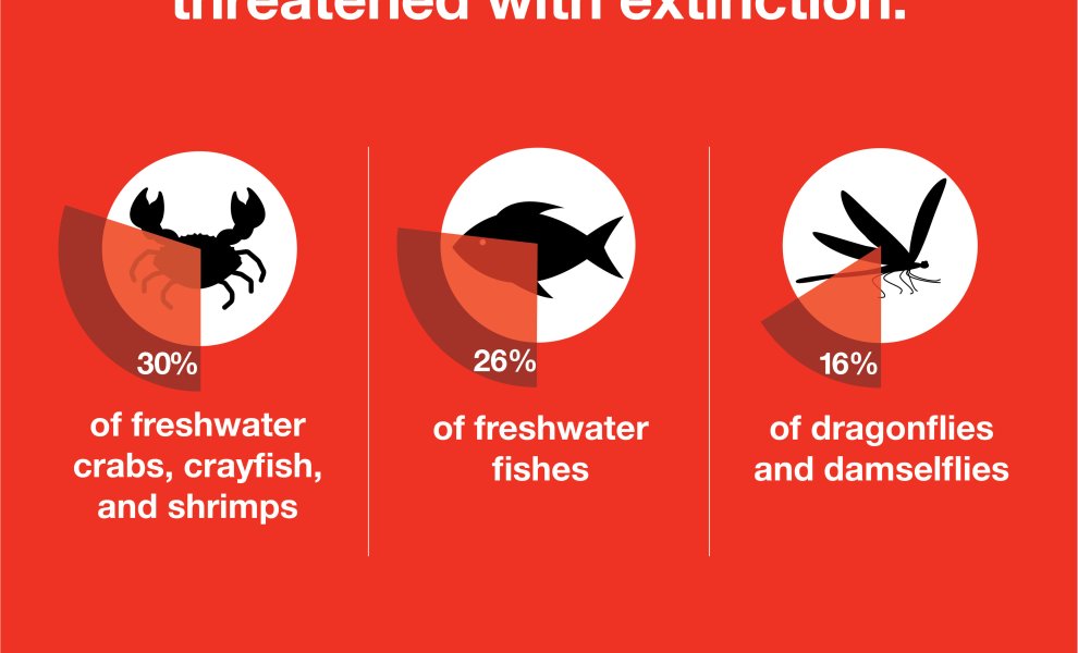 Το ένα τέταρτο των ειδών που ζουν στο γλυκό νερό απειλείται με εξαφάνιση